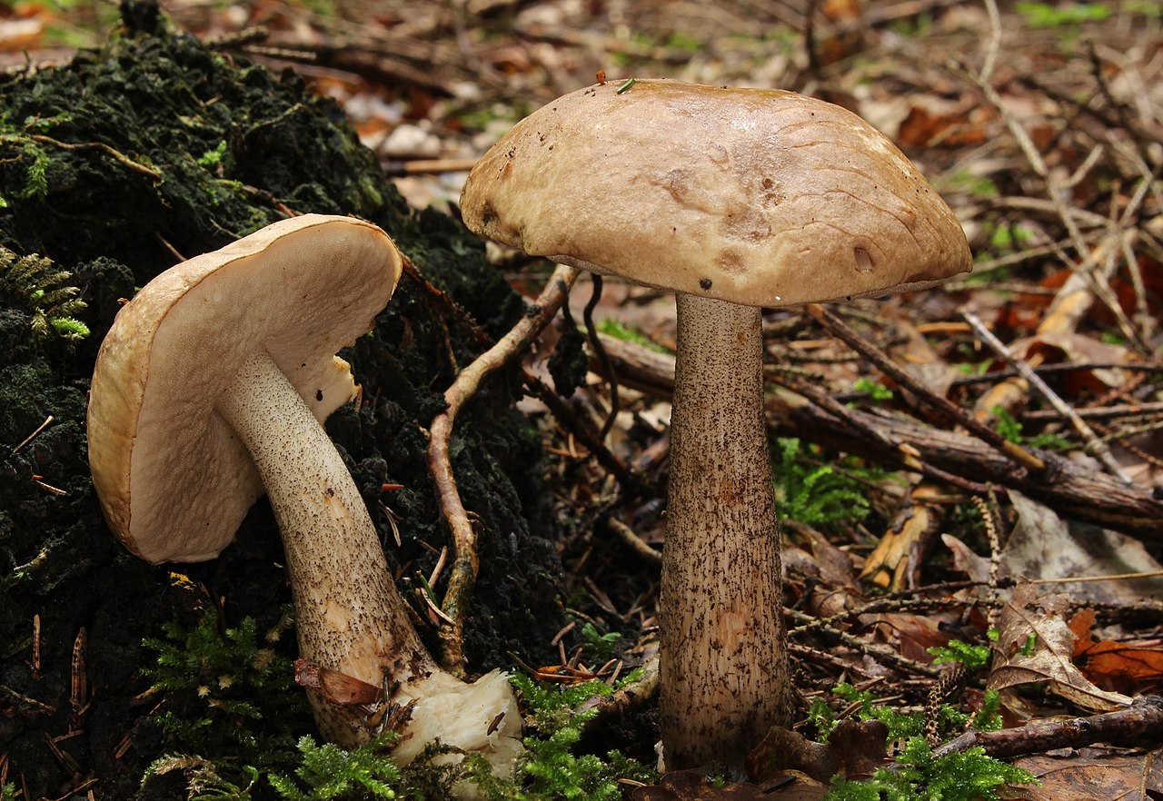 Гриб подберезовик – сытная легенда русского леса - грибы собираем